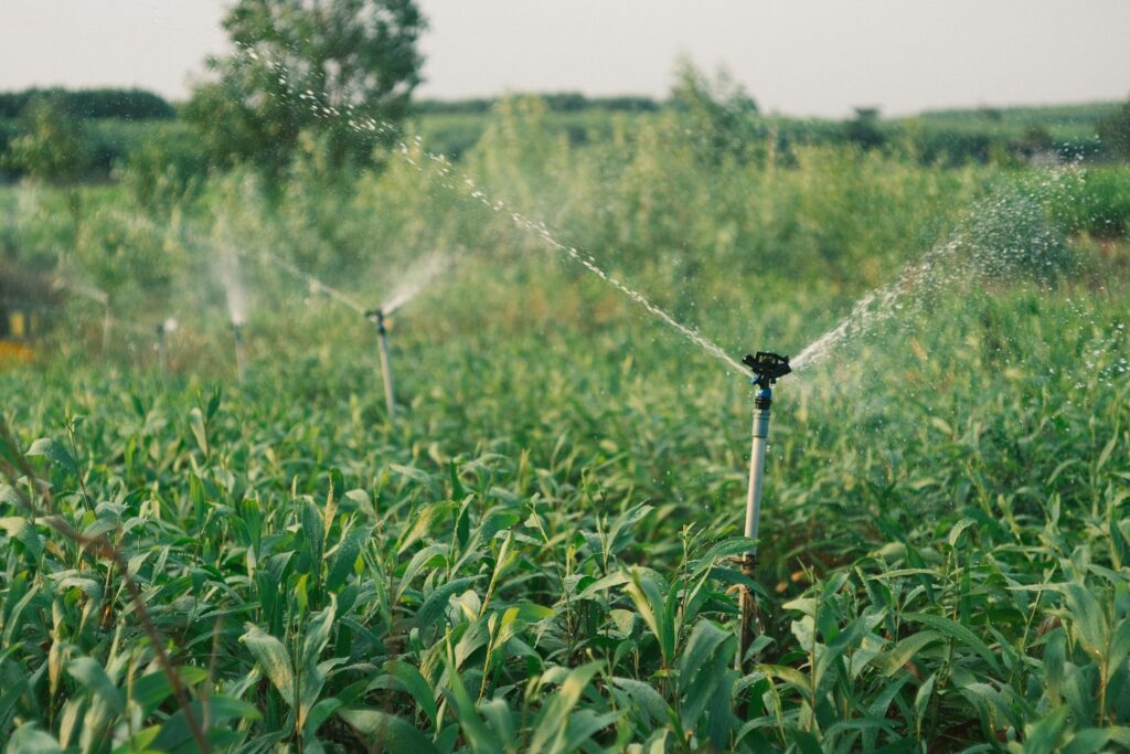 Automated sprinkler irrigation watering a lush green farm during the day.