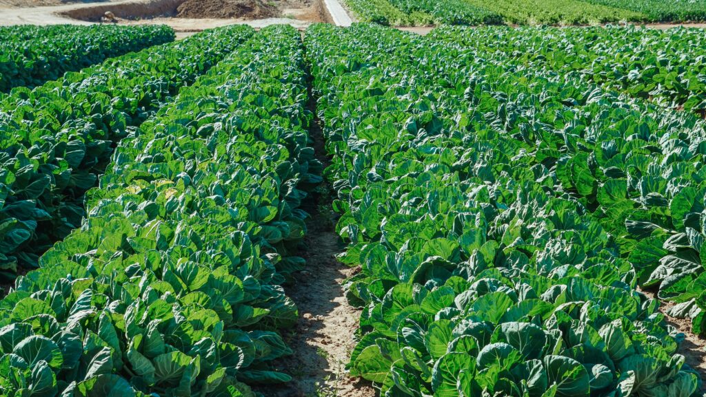 A vibrant field of green cabbage plants flourishing under the sun in a rural farming area.