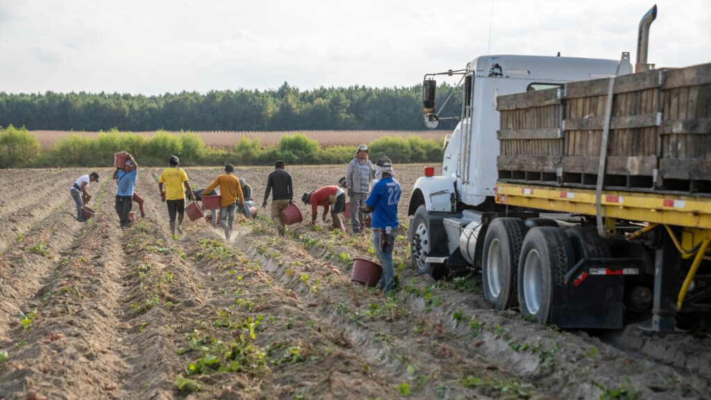 Farm workers harvesting crops in a sunny North Carolina field with a truck nearby.